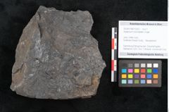 Foto (Objekt + Etikett) von Asplenium hochstetteri Unger (NHMW-GEO-2024-0188-10303)